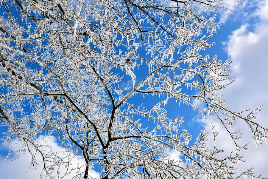 Bare tree branches encased in clear ice, with icicles hanging from every twig against a blue sky