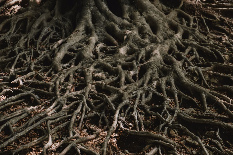 A dense mat of tree roots spreading outward across the ground from the base of a trunk