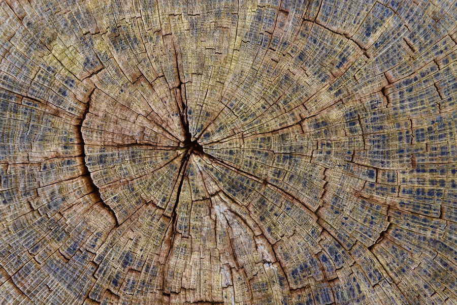 Close view of a weathered tree stump showing annual growth rings and radial cracks running out from the centre